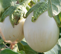white_eggplants