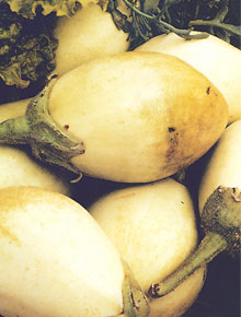 The White Eggplant or 'Melitzana'