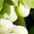 Aidani Grape