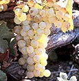 Assyrtiko Grape