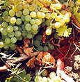 Athiri Grape