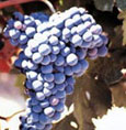 Mandilaria Grape